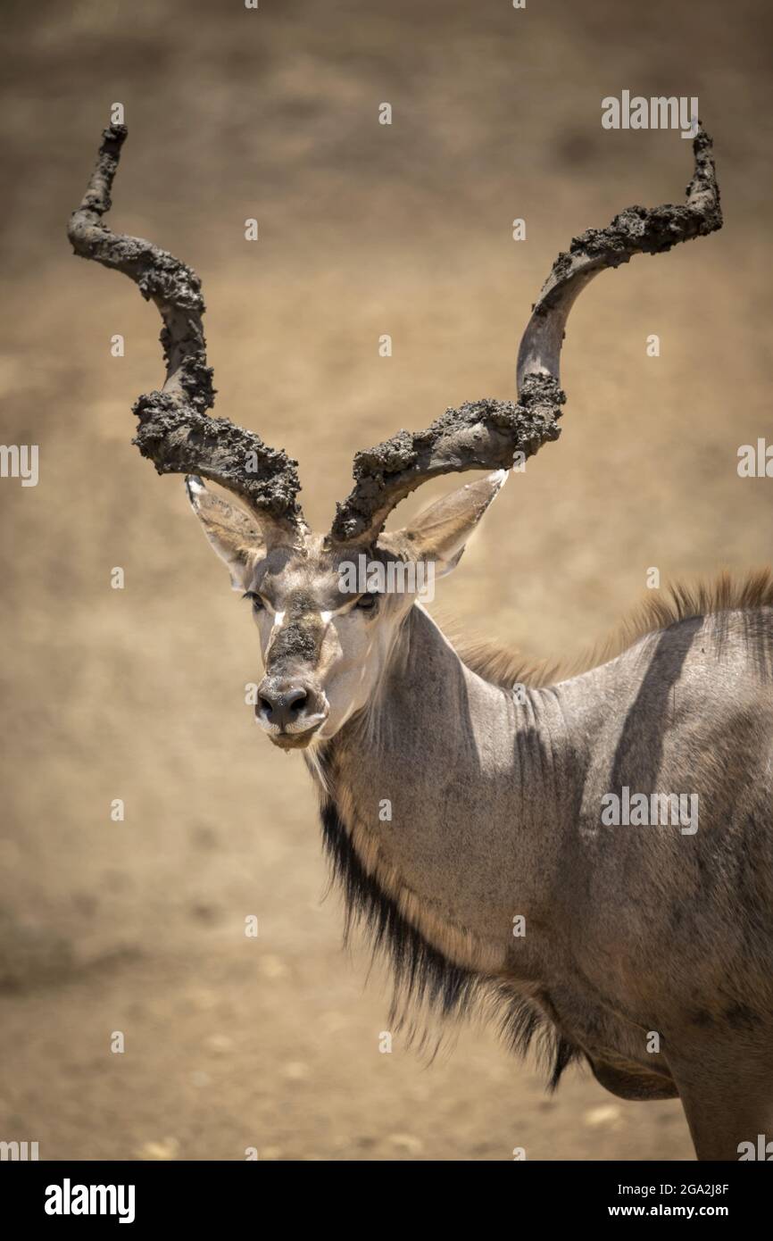 Nahaufnahme eines größeren Kudu (Tragelaphus strepsiceros) mit schlammigen Hörnern, Blick auf die Kamera auf der Gabus Game Ranch Stockfoto
