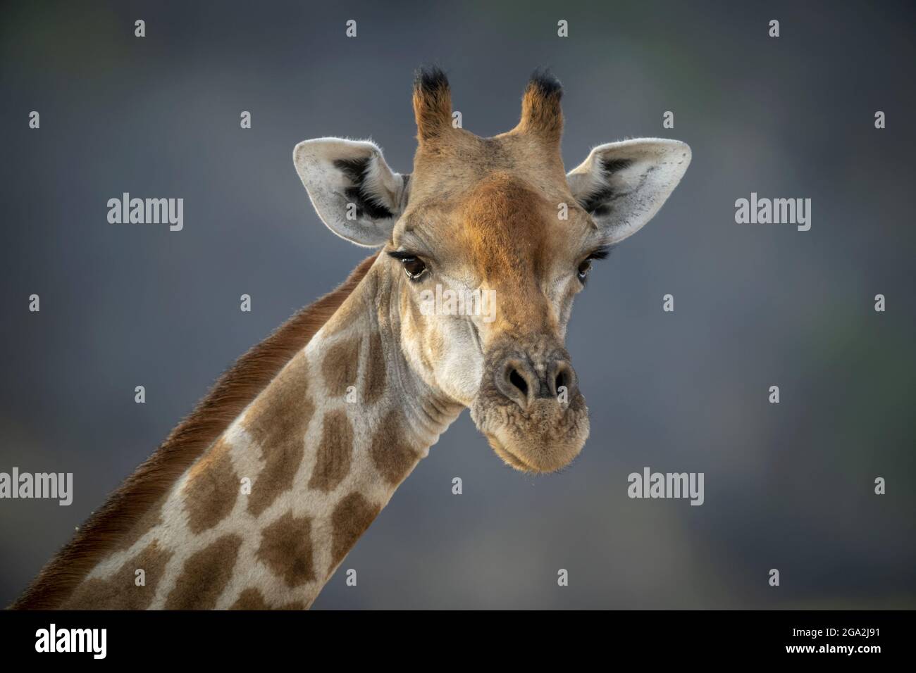 Nahaufnahme einer südlichen Giraffe (Giraffa camelopardalis angolensis) vor blauem Himmel und starrt auf die Kamera der Gabus Game Ranch Stockfoto