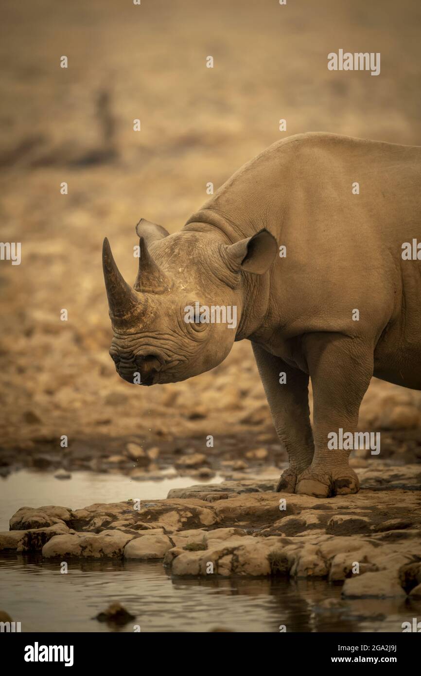 Nahaufnahme eines schwarzen Nashorns (Diceros bicornis), das neben einem felsigen Wasserloch steht und die Kamera im Etosh National Park ansah Stockfoto