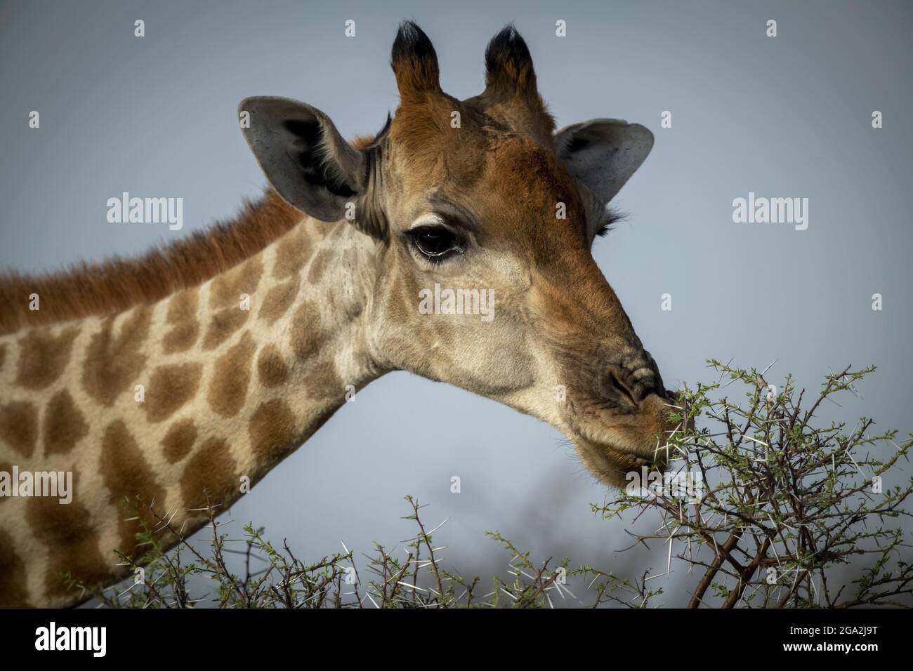 Nahaufnahme einer südlichen Giraffe (Giraffa camelopardalis angolensis), die auf der Savanne vor einem blauen Himmel durch einen grünen Dornbusch schlenfte und die Kamera sah... Stockfoto
