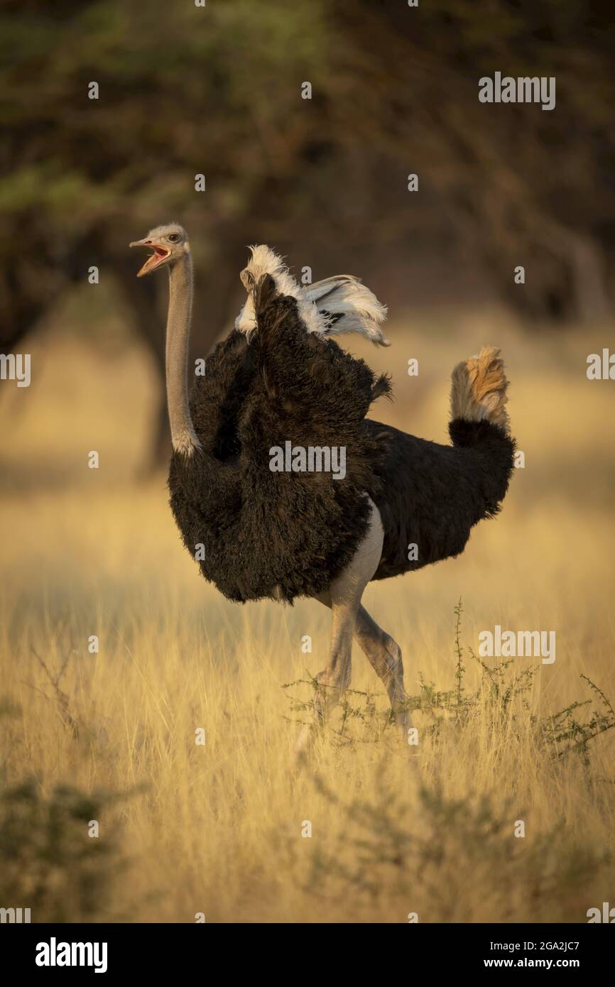 Porträt eines männlichen, gemeinen Straußes (Struthio camelus), der durch das lange Gras an Bäumen auf der Gabus Game Ranch vorbeizieht Stockfoto