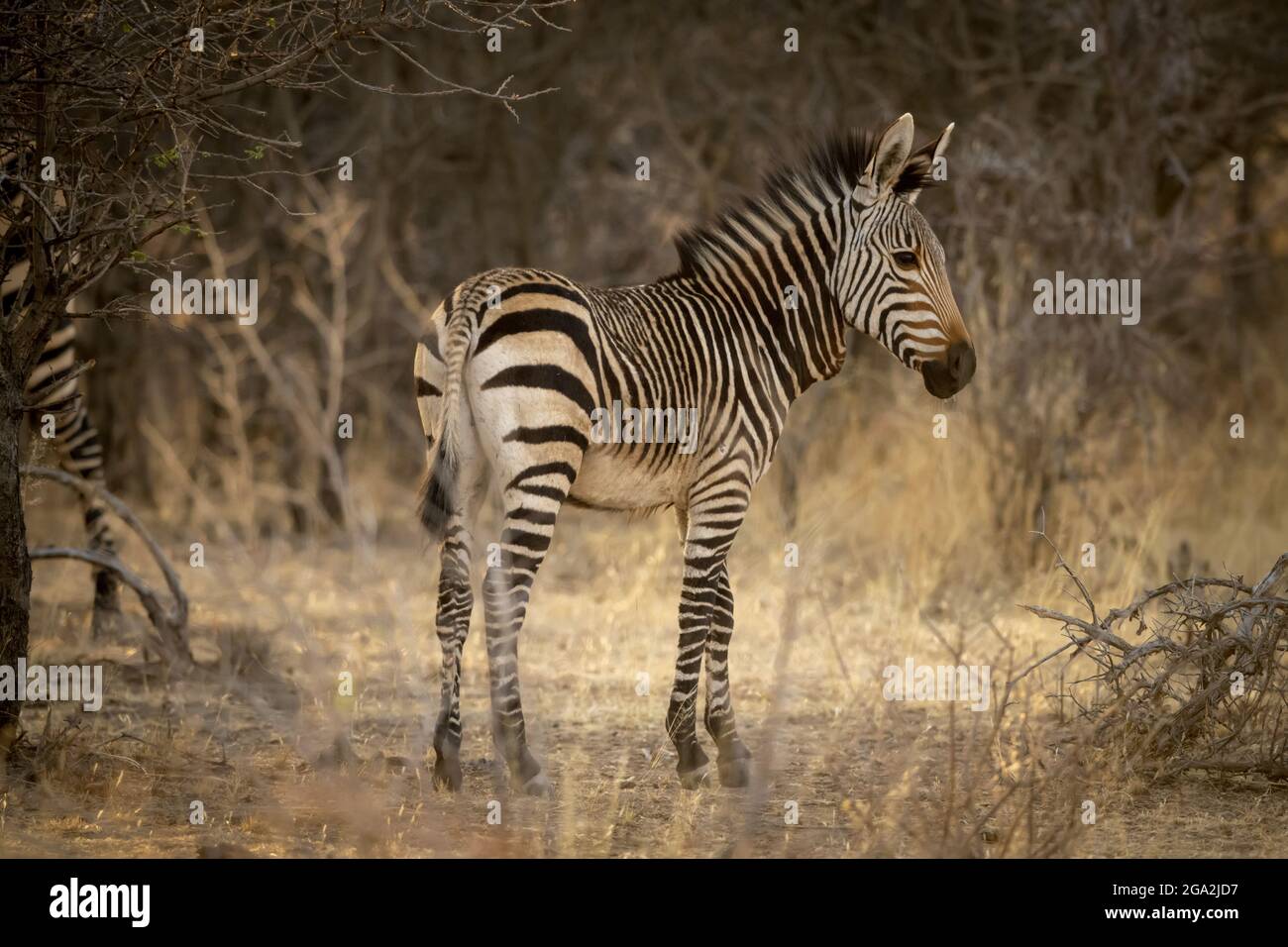 Hartmanns Bergzebra-Fohlen (Equus zebra hartmannae) schauten beim Sonnenaufgang im Schatten auf der Gabus Game Ranch auf die Kamera Stockfoto