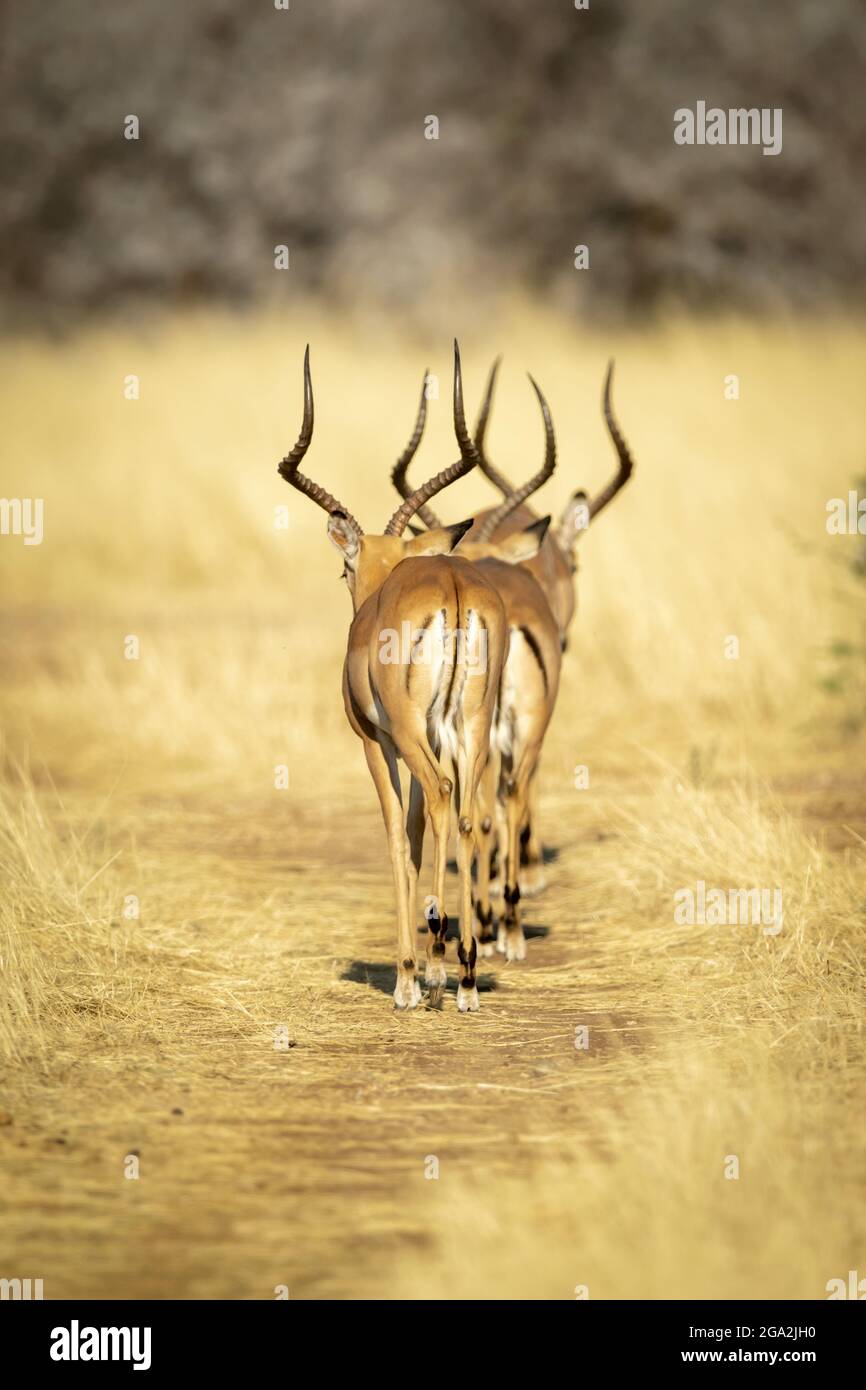 Blick von hinten aufgenommen von zwei männlichen Impalas (Aepyceros melampus), die auf einem grasbewachsenen Weg in das lange Gras auf der Savanne im Gabus Game R... Stockfoto