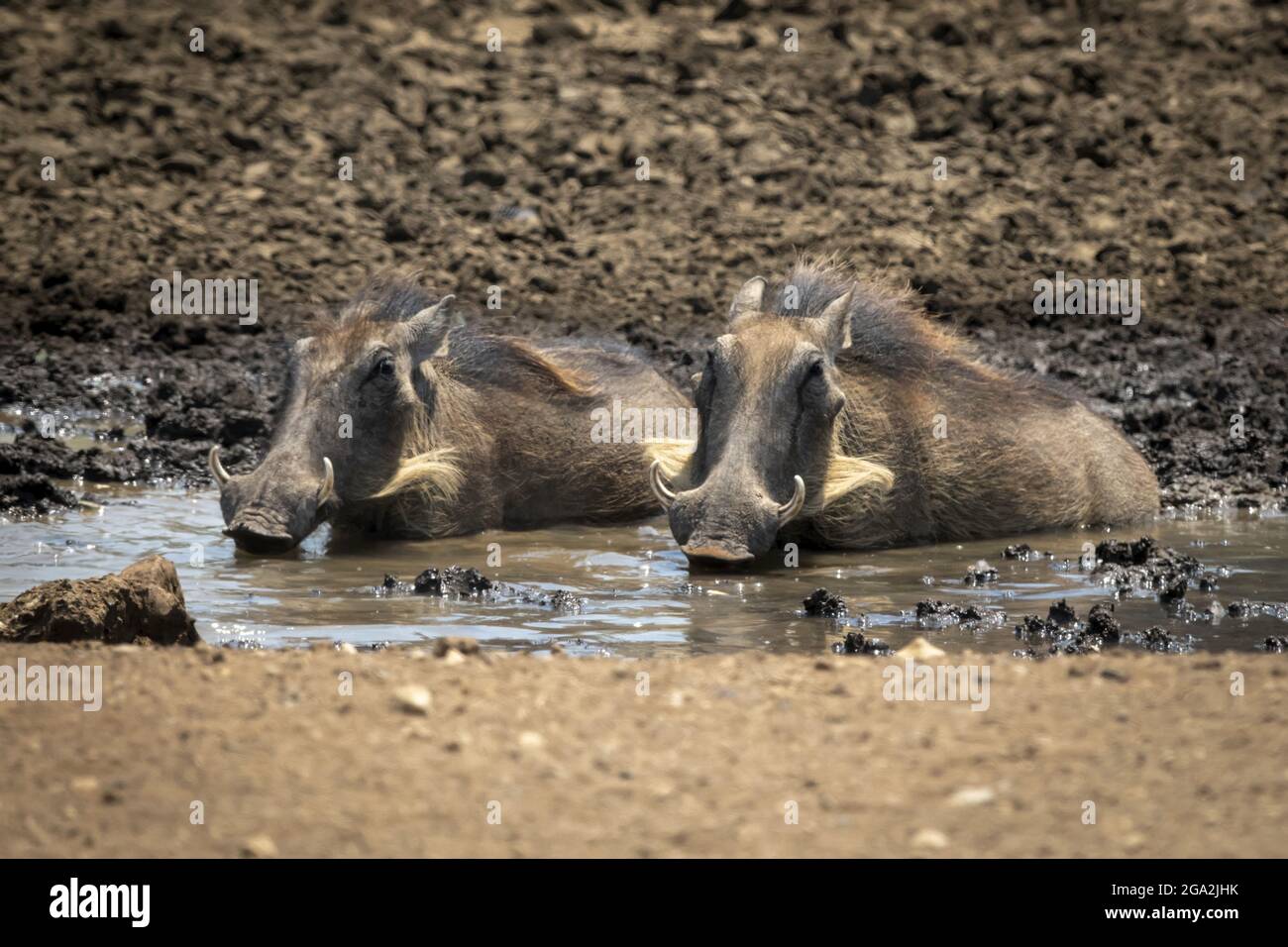 Zwei gewöhnliche Warzenschweine (Phacochoerus africanus) liegen in einem schlammigen Wasserloch auf dem steinigen Boden der Savanne auf der Gabus Game Ranch Stockfoto