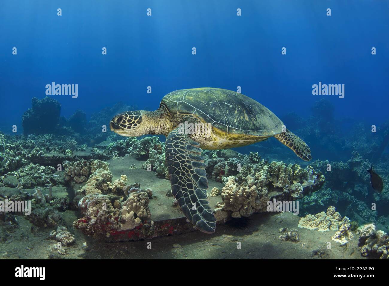 Hawaii Grüne Meeresschildkröte (Chelonia mydas) schwimmend über den Korallen auf dem Meeresboden; Maui, Hawaii, Vereinigte Staaten von Amerika Stockfoto