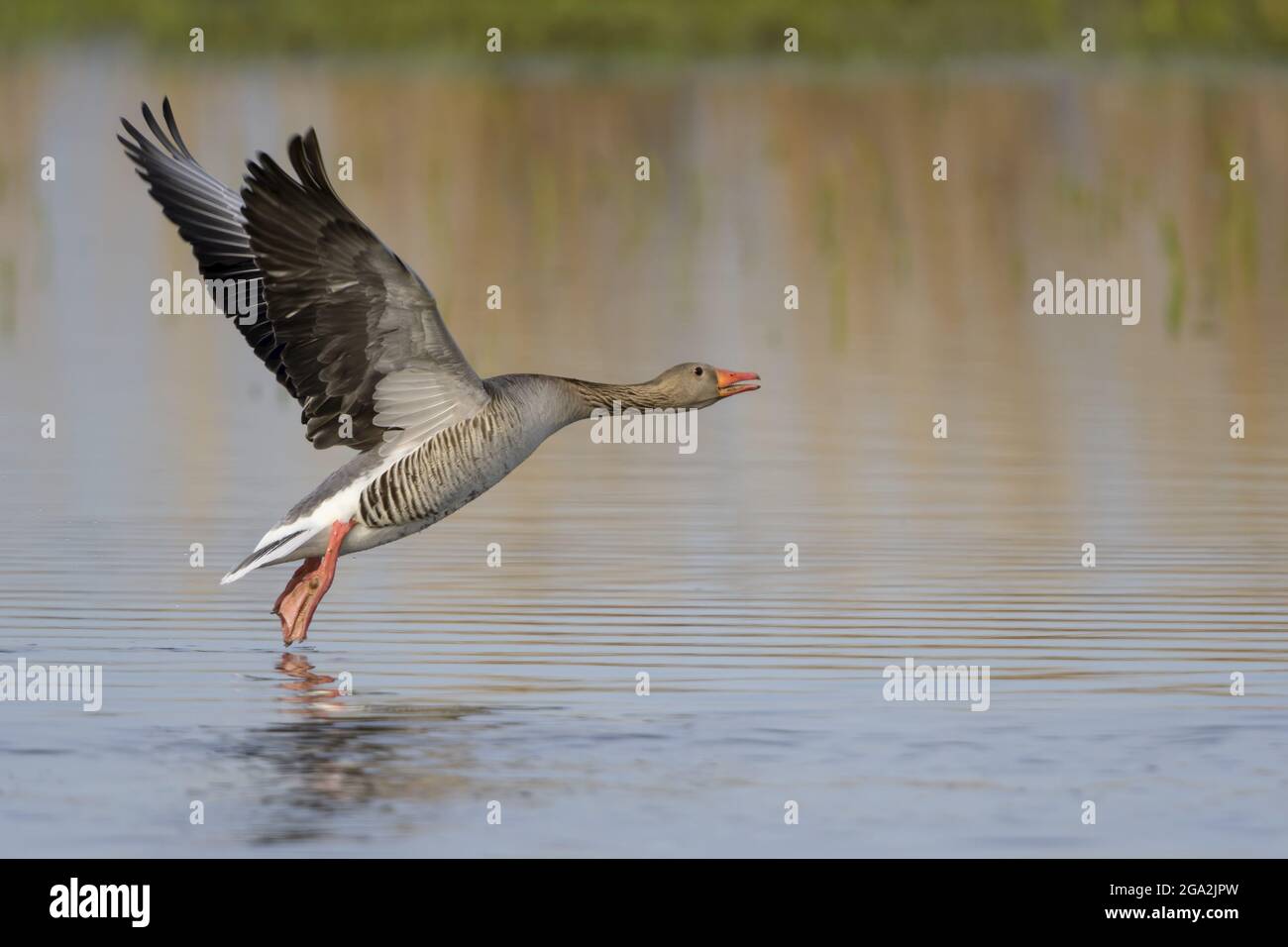 Die Graugans (Anser anser) berühren sich auf der ruhigen Wasseroberfläche Stockfoto