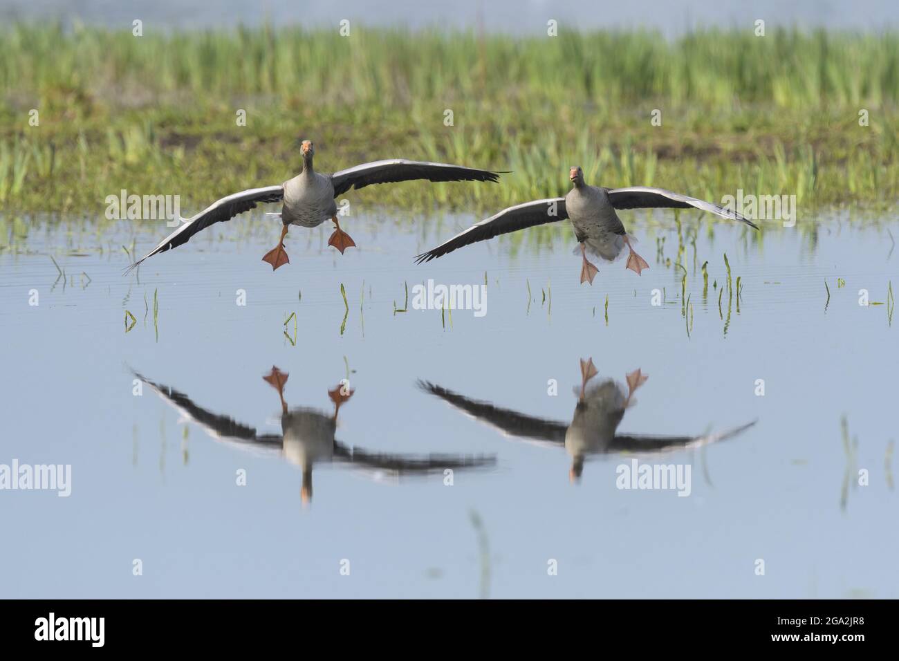 Zwei Graugänse (Anser anser) berühren sich mit ihrem Spiegelbild in Spiegelung auf der ruhigen Wasseroberfläche Stockfoto