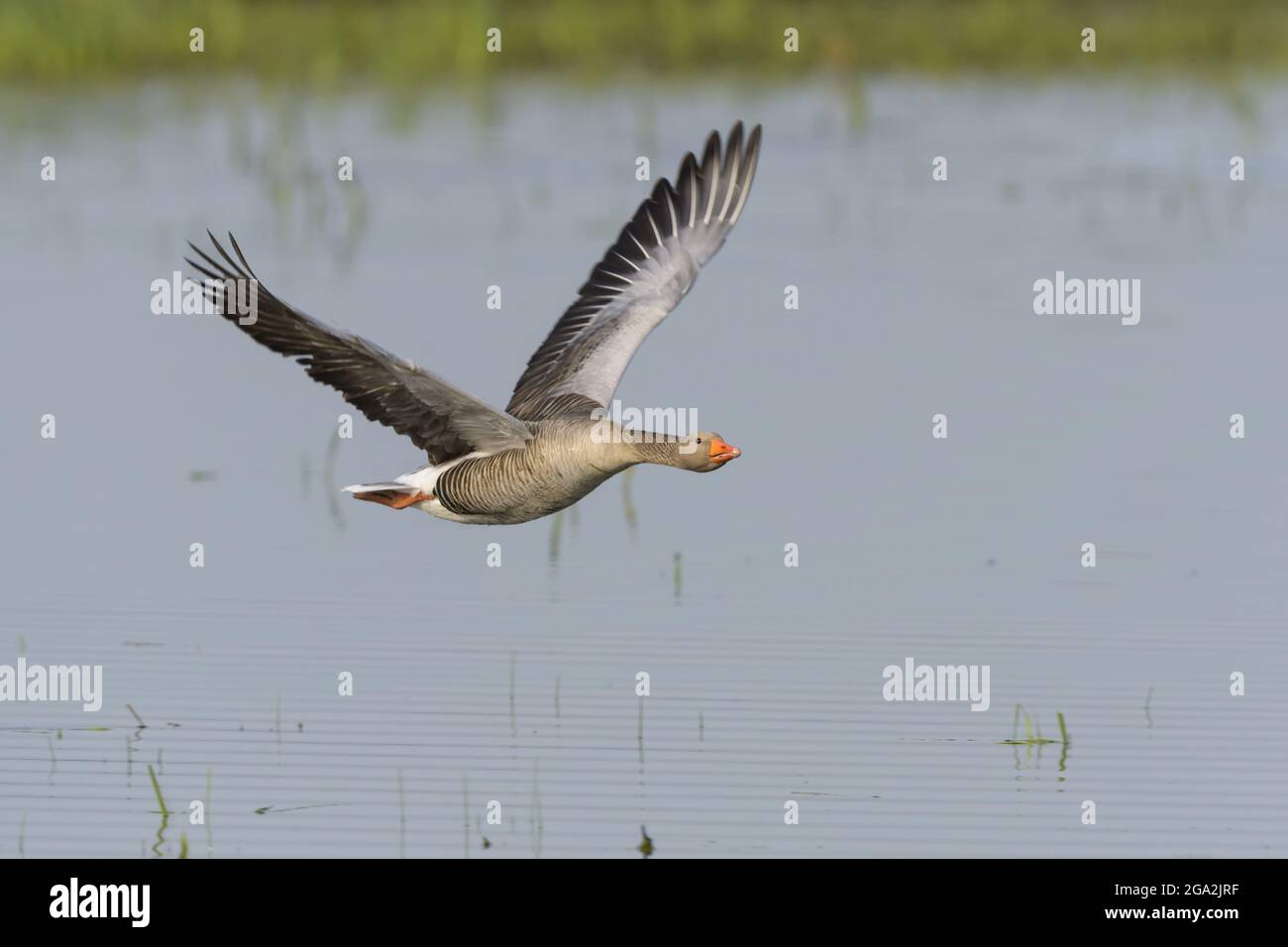 Die Graugans (Anser anser) fliegen tief über die ruhige Wasseroberfläche Stockfoto