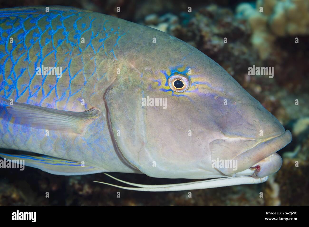 Nahaufnahme eines blauen Ziegenfisches (Parupeneus cyclostomus), der die beiden unter dem Kinn versteckten Barben zeigt, die zur Erkennung von Beute verwendet werden Stockfoto