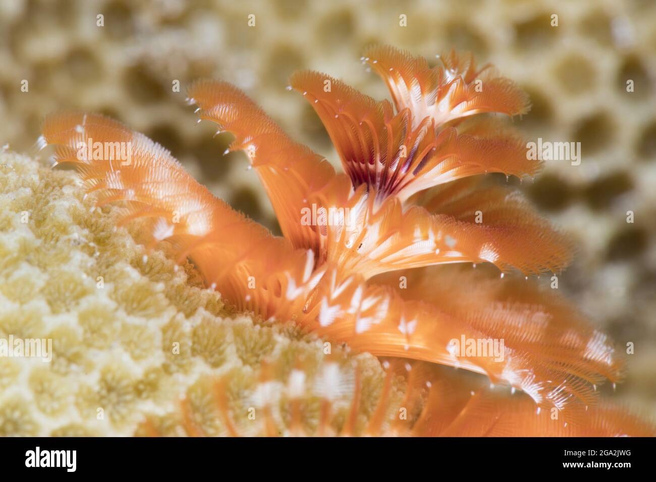 Nahaufnahme der orangefarbenen Federn eines Weihnachtsbaumwurms (Spirobranchus giganteus), der an Korallen befestigt ist; Maui, Hawaii, USA Stockfoto