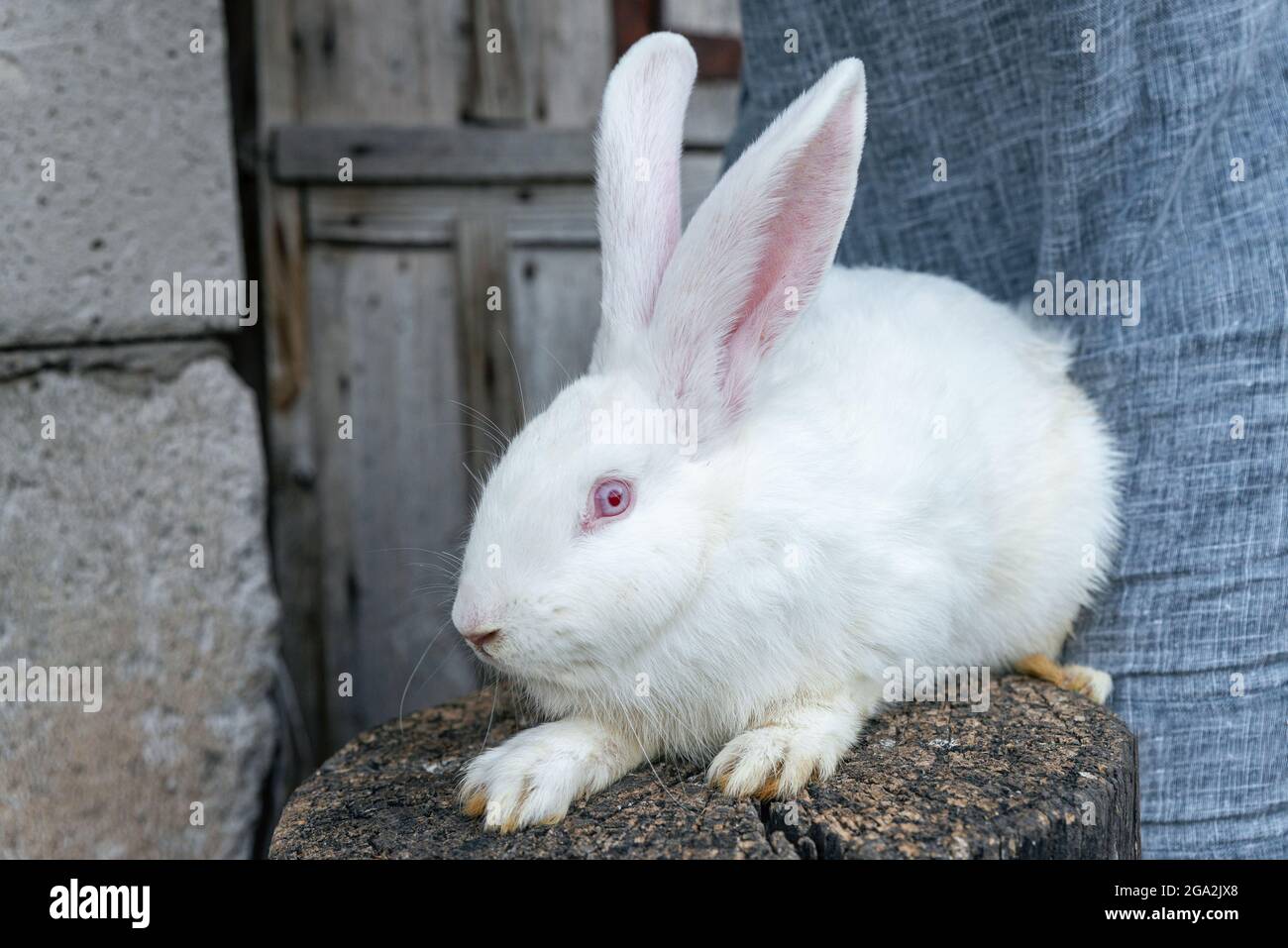 Reinrassiger Albino-Hase. Großes weißes Kaninchen mit roten Augen  Stockfotografie - Alamy