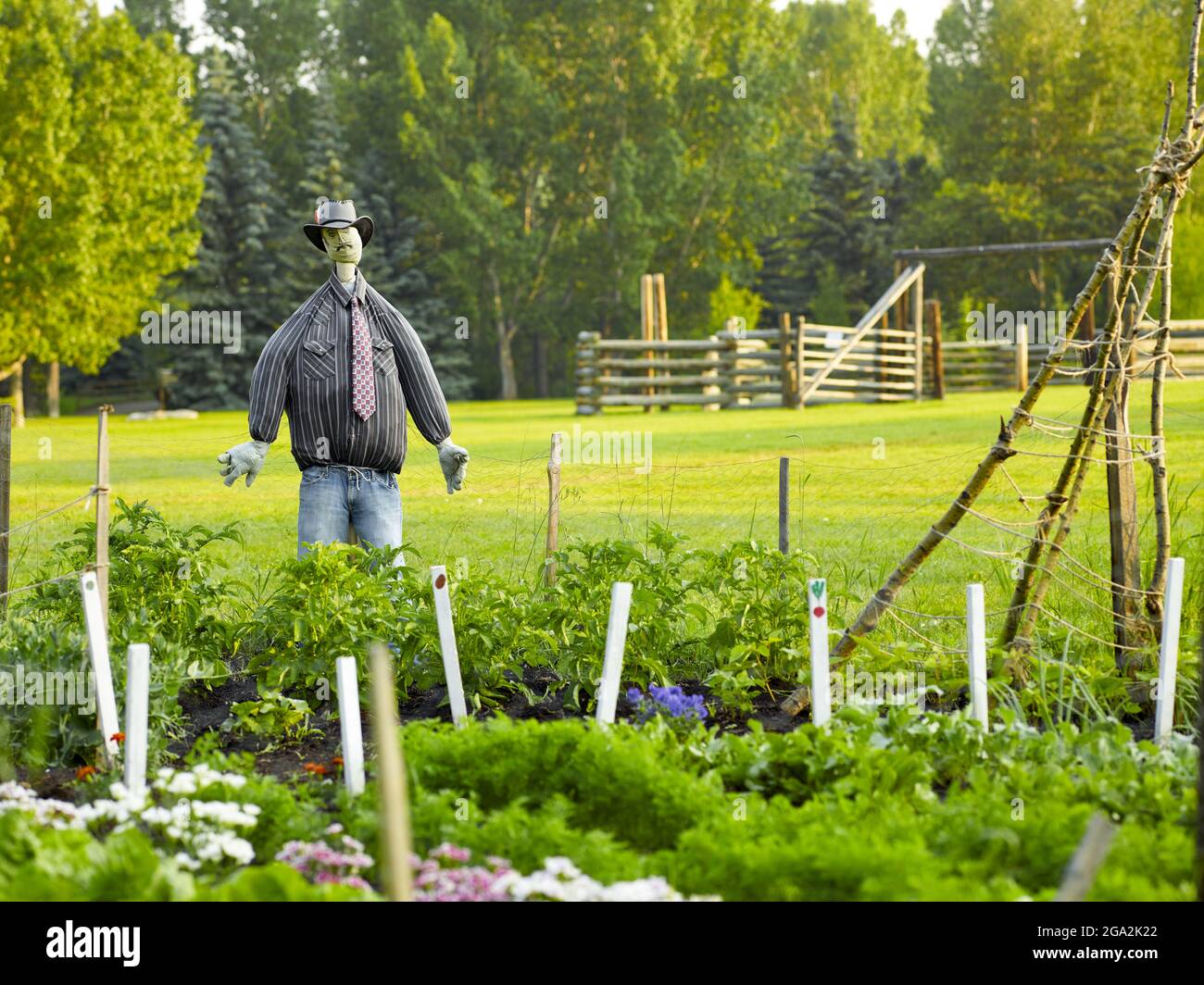 Nahaufnahme einer Vogelscheuche in einem Hemd, Krawatte und Fedora, die einen umzäunten Gemüsegarten auf einem großen Feld mit einem Paddock im Hintergrund schützt,... Stockfoto