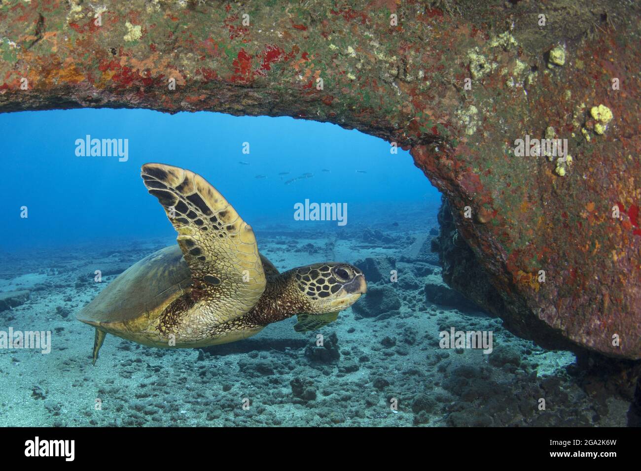 Hawaiianische grüne Meeresschildkröte (Chelonia mydas), die am Meeresboden unter einem Korallenbogen schwimmend; Maui, Hawaii, Vereinigte Staaten von Amerika Stockfoto