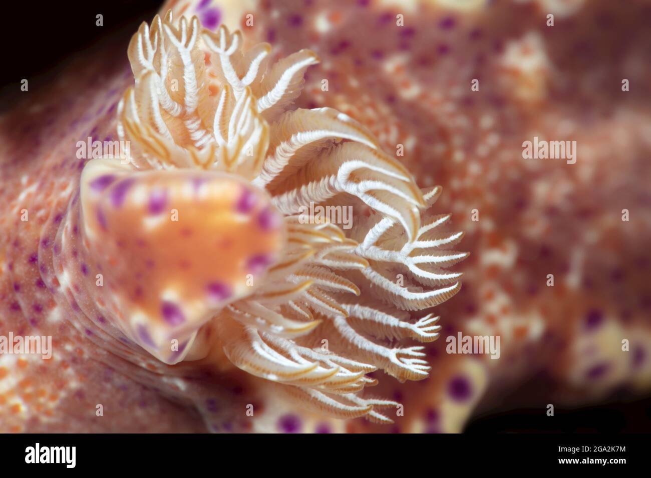 Nahaufnahme der Kiemen und des Rückenhorns eines Kängurudibranchs (Ceratosoma tenue); Maui, Hawai, USA Stockfoto