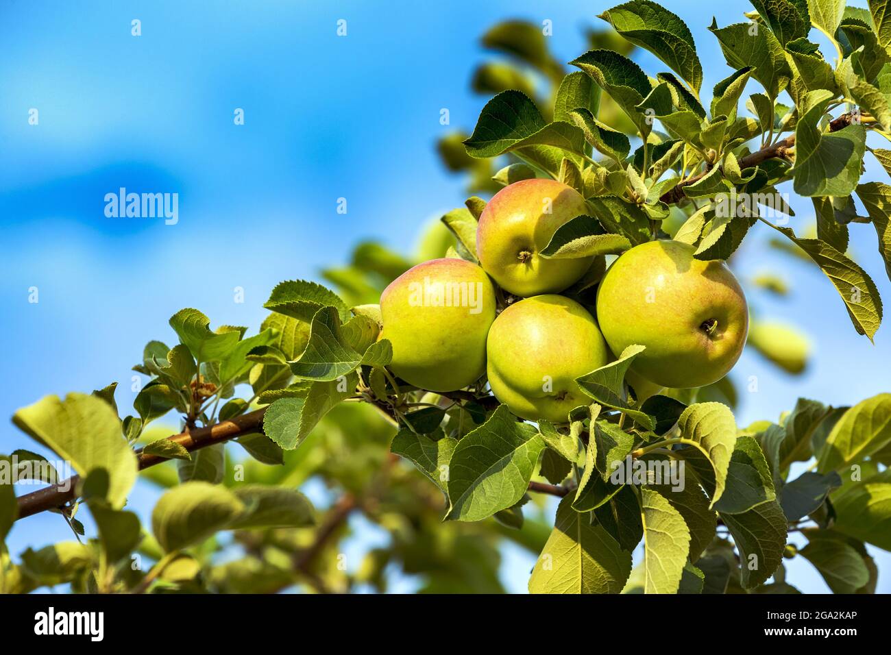 Gruppe von Äpfeln (Malus domestica), die auf einem Ast mit blauem Himmel reifen; Calgary, Alberta, Kanada Stockfoto