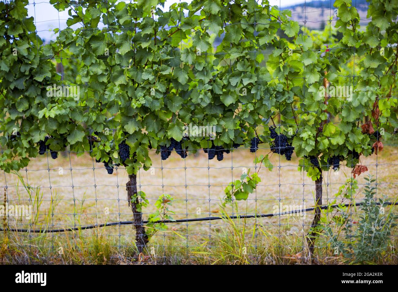 Weintrauben, die von den üppigen Reben in einem Weinberg entlang des Lower Bench Trail in Naramata, Okanagan Valley, British Columbia, Kanada, herabhängen Stockfoto