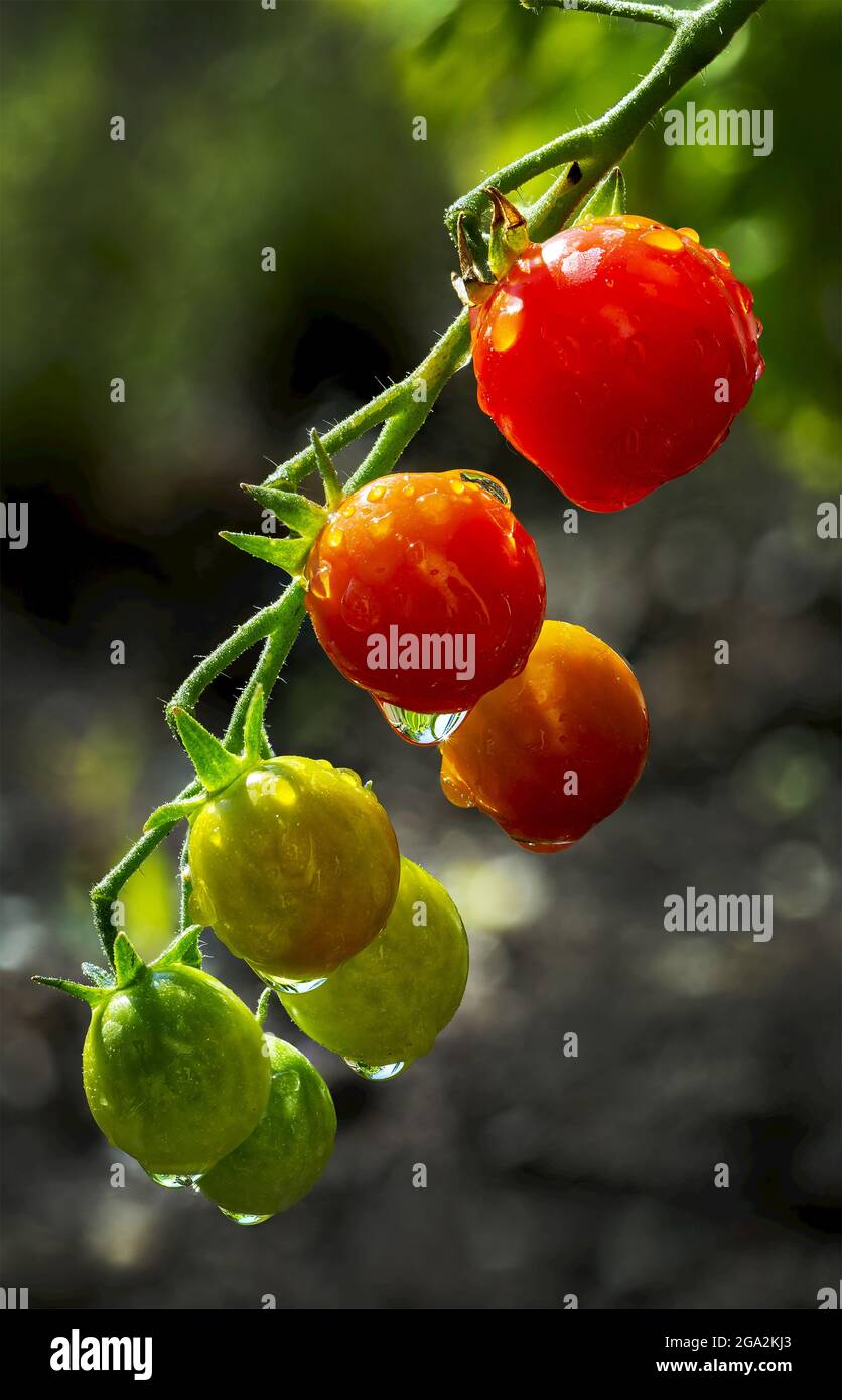 Nahaufnahme von fröhlichen Tomaten (Solanum lycopersicum var. cerasiforme) auf der Rebe mit verschiedenen Reiffarben und Wassertropfen Stockfoto