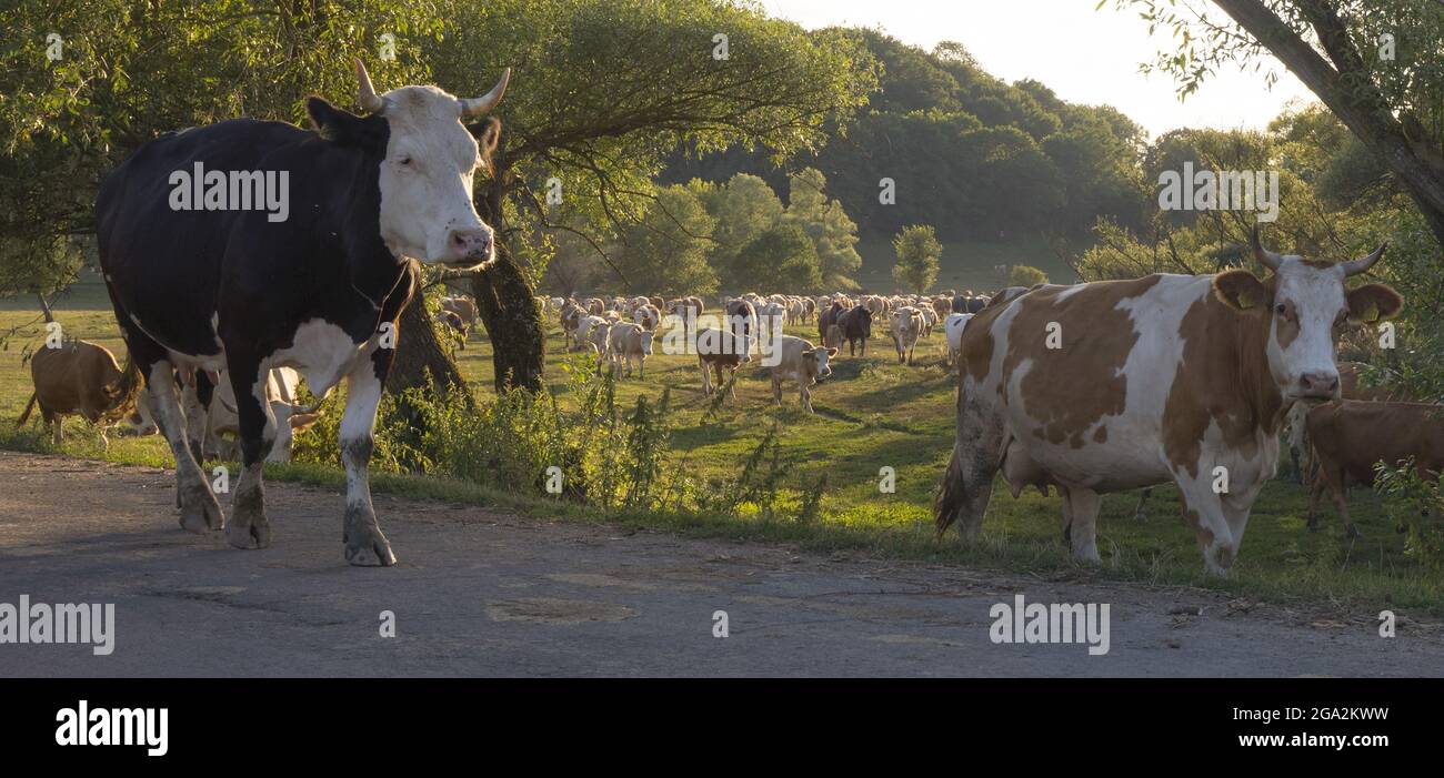 TradiBonal, eine alte, traditionelle landwirtschaftliche und ländliche Praxis der Dorfkühe (Bos taurus), die nach dem Weiden gemeinsam nach Hause zurückkehren... Stockfoto
