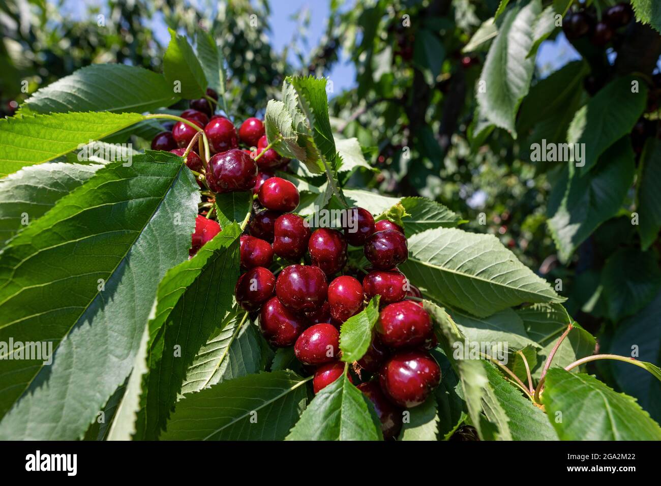 Kirschbaum Zweig mit reifen großen Früchten. Selektiver Fokus Stockfoto