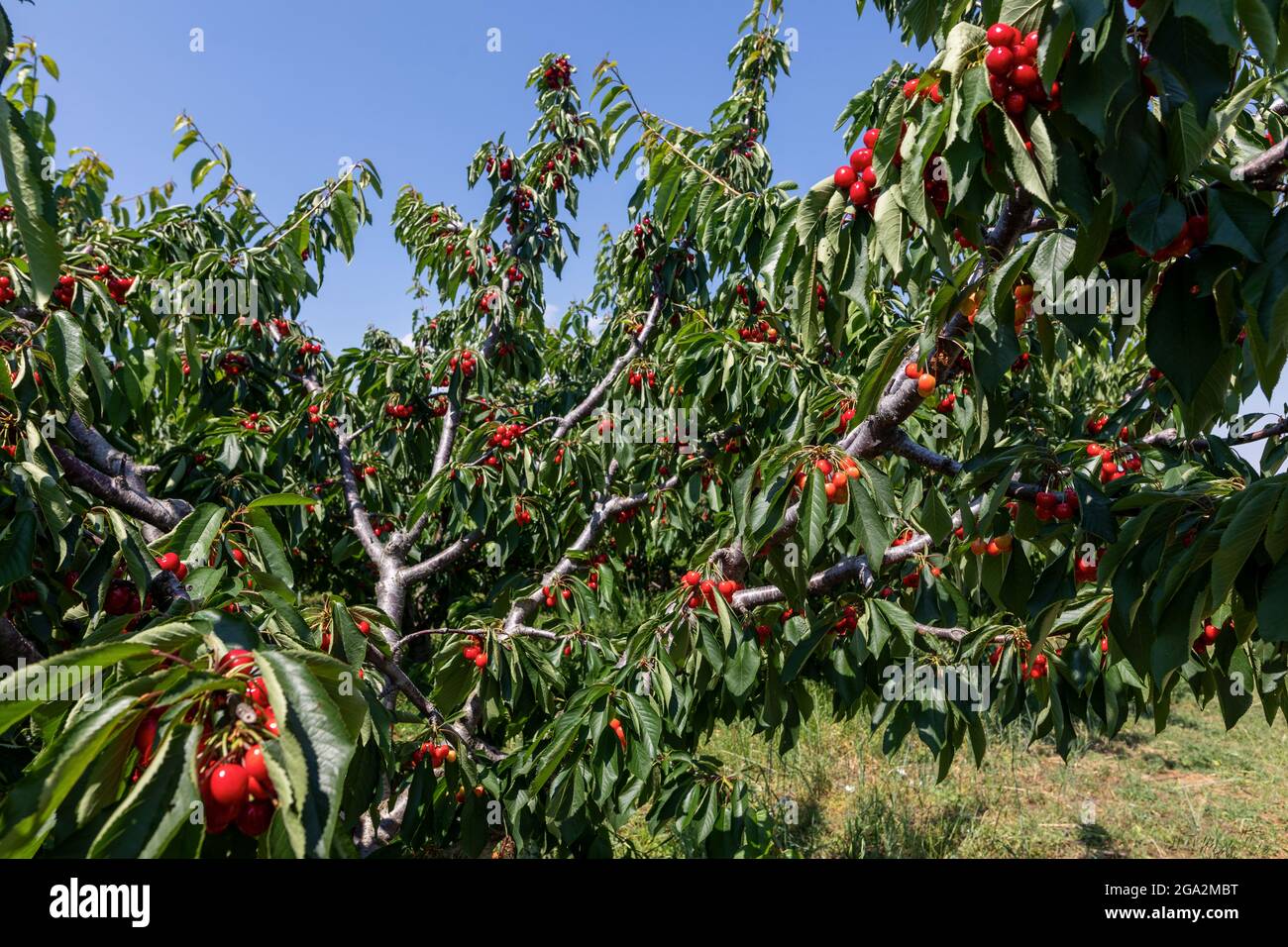 Kirschbaum Zweig mit reifen großen Früchten. Selektiver Fokus Stockfoto