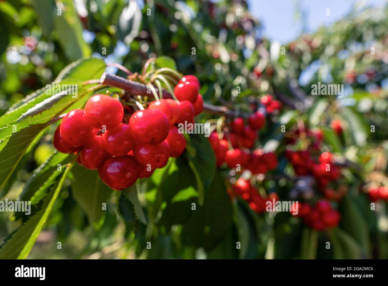 Kirschbaum Zweig mit reifen großen Früchten. Selektiver Fokus Stockfoto