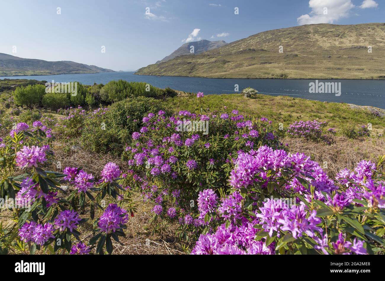 Blühende Rhododendren mit violetten Blüten liegen am Ufer des Killary Harbour, Irlands einziger Fjord, am Wild Atlantic Way in Connemara Stockfoto