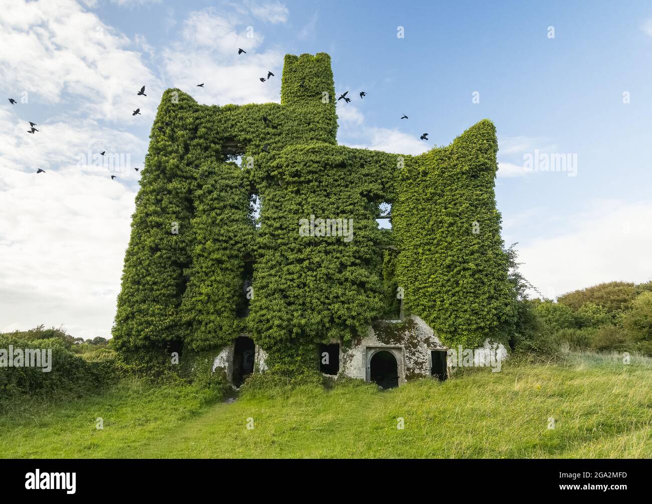 Vögel fliegen von den Efeu bedeckten Ruinen von Menlo Castle, das am Ufer des Flusses Corrib liegt; Menlo, County Galway, Irland Stockfoto