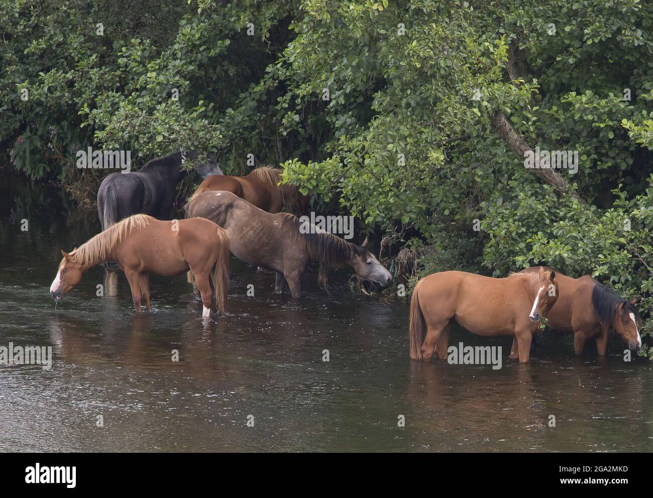 Pferde (Equus ferus caballus) waten entlang der Küste im Fluss Slaney in der Nähe von Enniscorthy; County Wexford, Irland Stockfoto