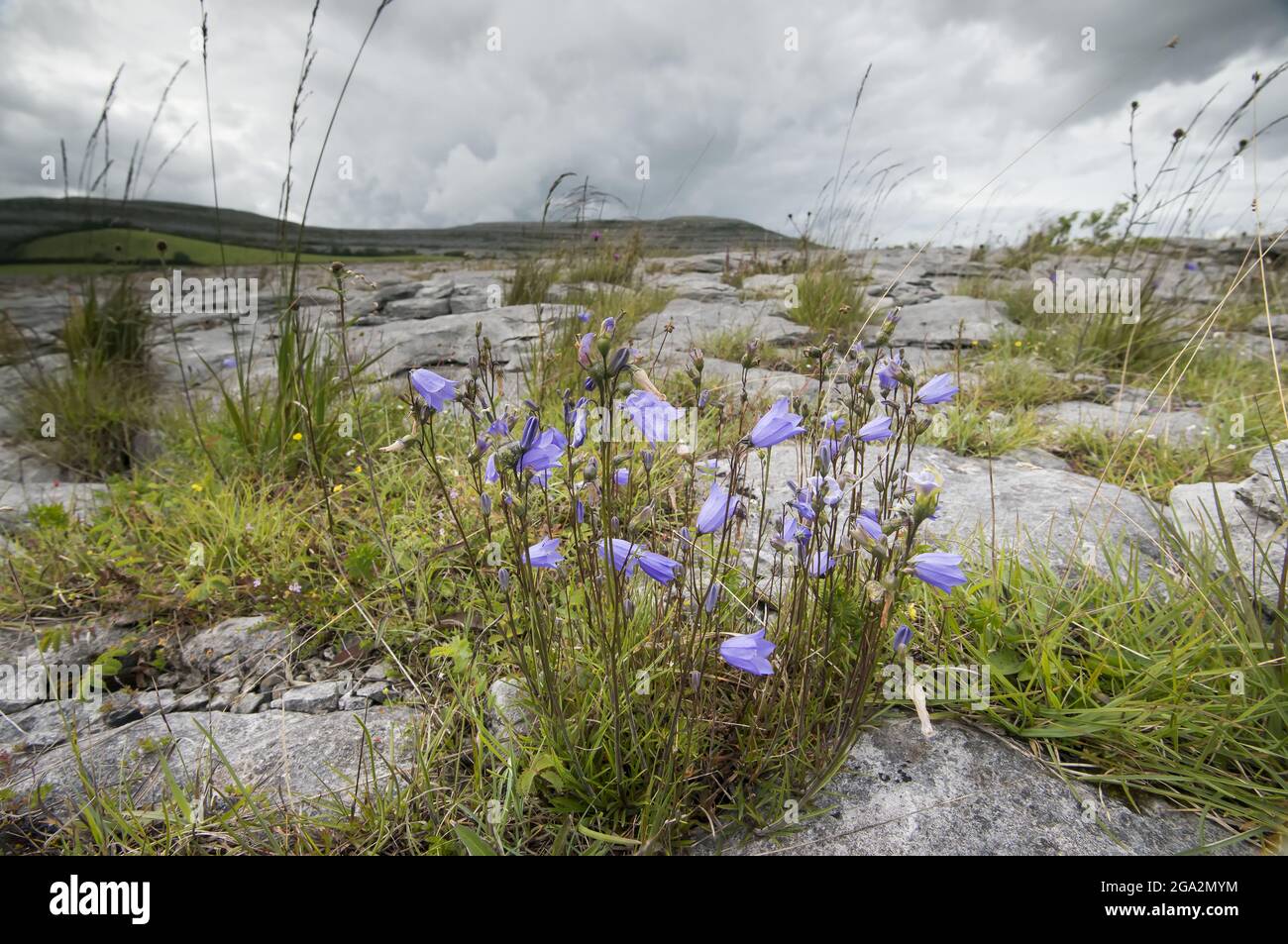 Die karge Mondlandschaft aus Kalkstein, die im Burren-Nationalpark gefunden wurde, mit Harebell-Wildblumen (Campanula rotundifolia) und grasbewachsener Vegetation... Stockfoto