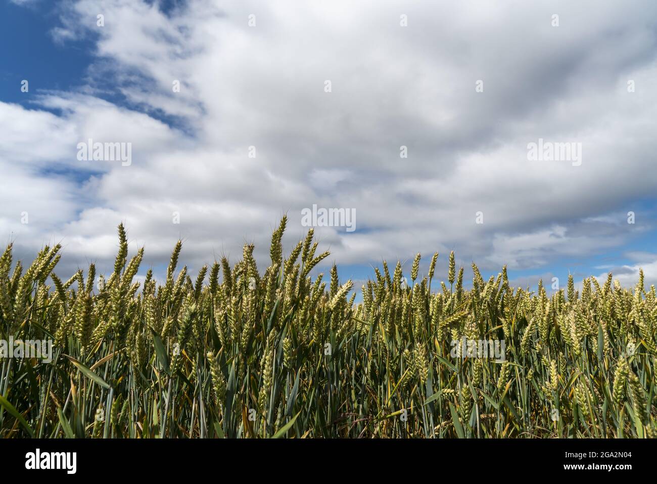 Nahaufnahme eines Getreidefeldes mit blauem, wolkenbewölkten Himmel; South Shields, Tyne und Wear, England Stockfoto