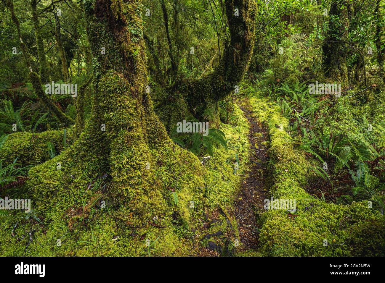 Machen Sie einen Weg durch den gemäßigten Regenwald im Tutoko Valley, dem Fiordland National Park, der zum UNESCO-Weltkulturerbe von Te Wahipounamu gehört Stockfoto