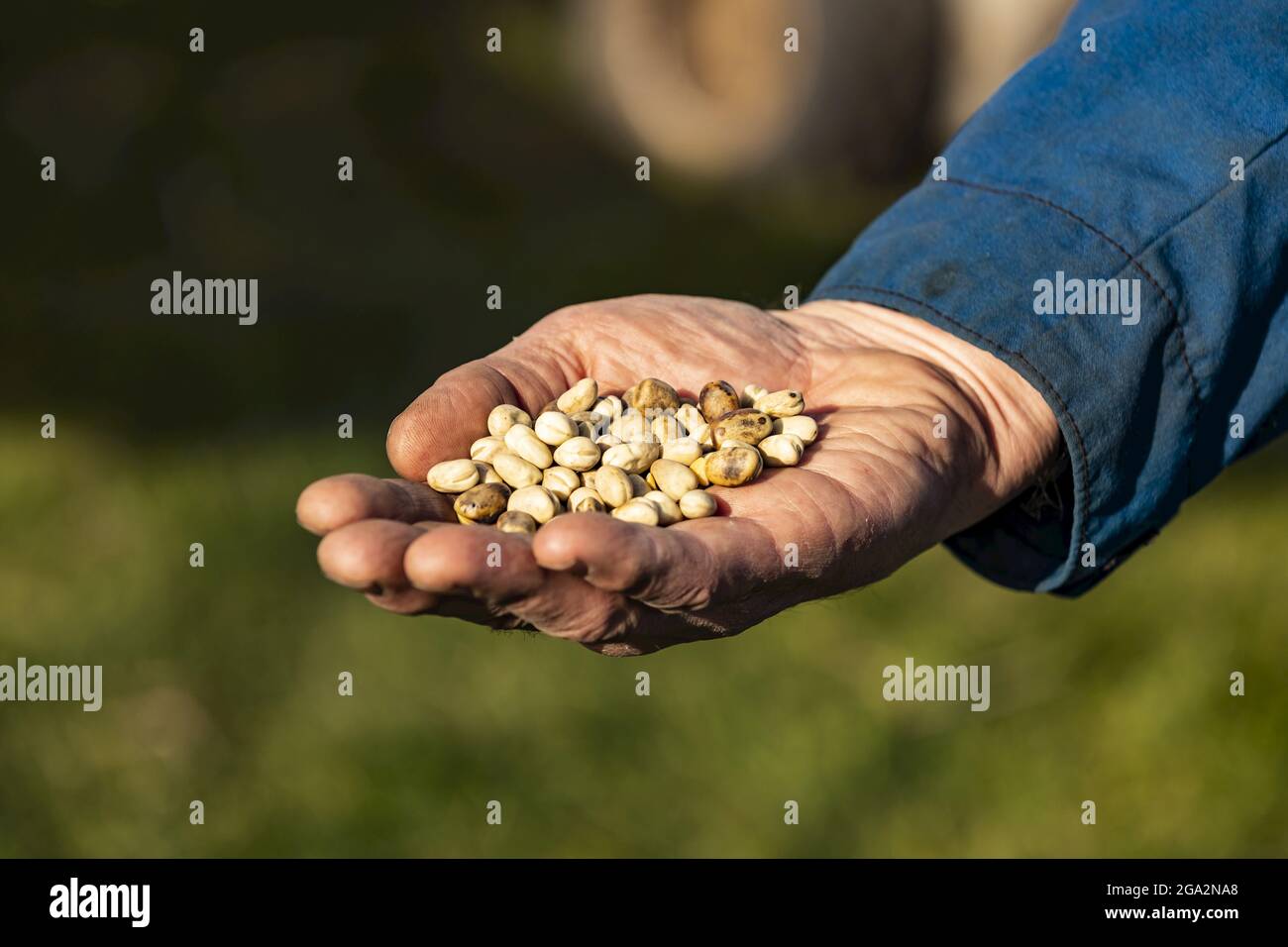 Nahaufnahme der Hand eines Bauern, der während der Herbsternte geerntete Fava-Bohnen (Faba sativa Motiva) hält; Namao, Edmonton, Alberta, Kanada Stockfoto