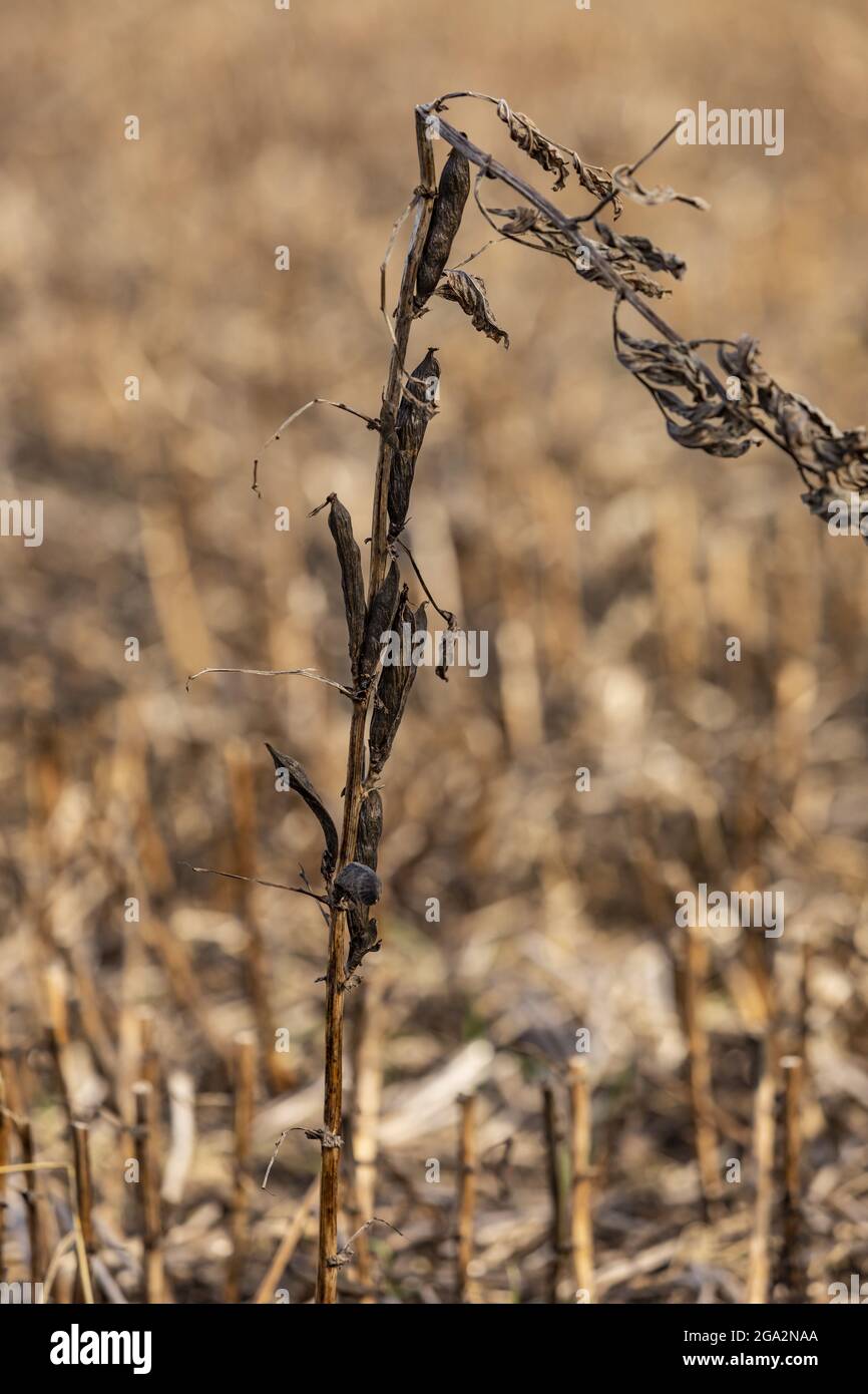 Nahaufnahme eines einzelnen Stiels einer Fava-Bohnenpflanze (Faba sativa Moench), die vollständig reif, trocken und erntereif ist; Namao, Alberta, Kanada Stockfoto