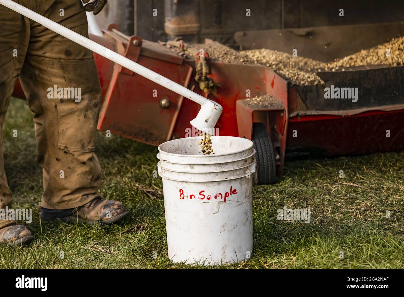 Nahaufnahme der Beine eines Bauern, der neben einem Erntemaschine steht, während er Fava Bohnen (Faba sativa Moench) für den Transfer mit einer Schnecke für stora entlädt... Stockfoto