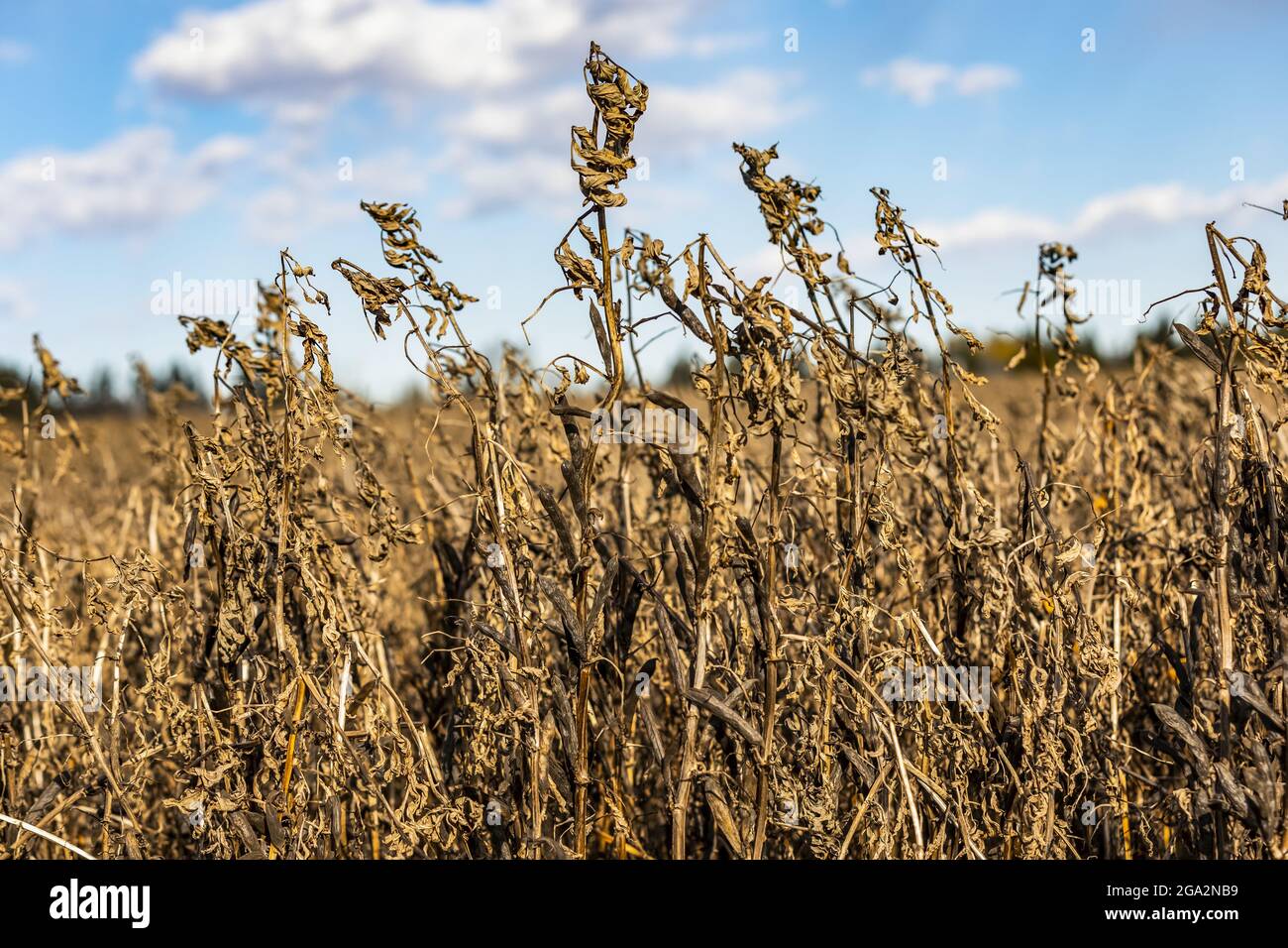 Nahaufnahme von Fava-Bohnen (Faba sativa Moench), die vollständig reif, trocken und erntereif sind und einen blauen, bewölkten Himmel haben; Namao, Alberta, Kanada Stockfoto