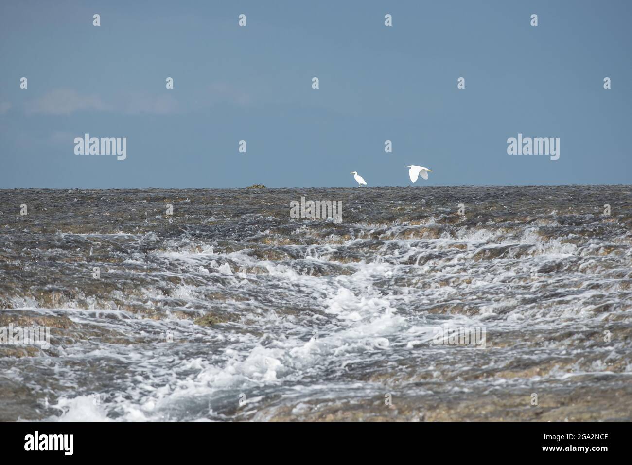 Eastern Great Egrets (Ardea alba modea) jagen am Montgomery Reef nach Nahrung, während es aus dem Camden Sound bei Low Tide herauskommt Stockfoto