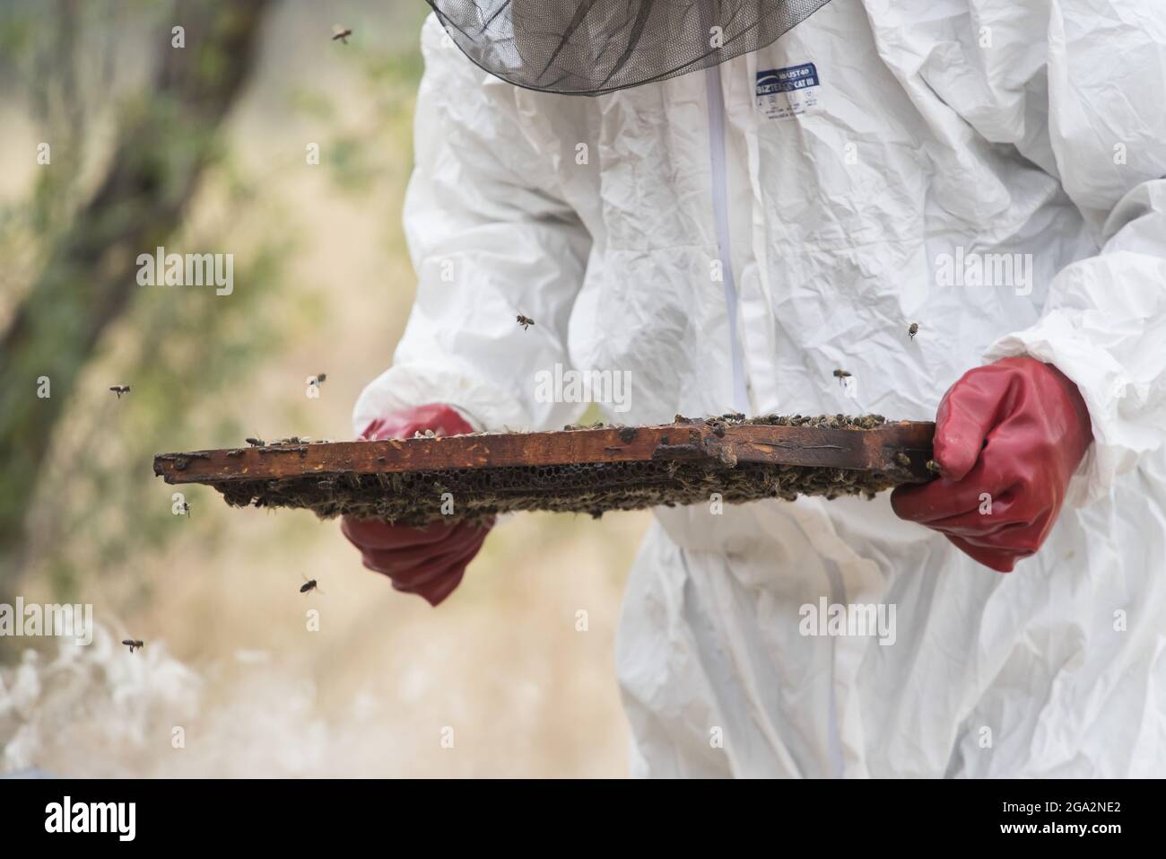 Nahaufnahme eines Imkers, der einen Honigzellenrahmen hält, während Arbeiter-Honigbienen (APIs) um seine Handschuhe fliegen; Vashlovani, Georgien Stockfoto