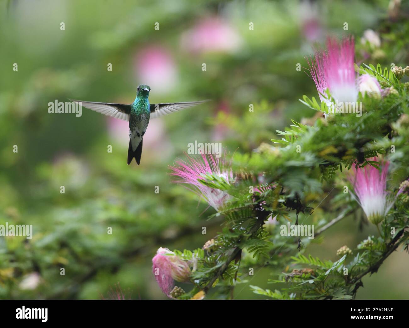 Ein charmanter Kolibri (Amazilia decora) ernährt sich von einem rosa und weiß blühenden Calliandra-Baum; Puntarenas, Costa Rica Stockfoto