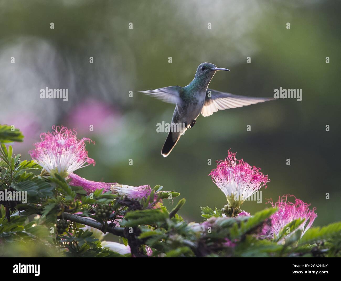 Ein charmanter Kolibri (Amazilia decora) ernährt sich von einem rosa und weiß blühenden Calliandra-Baum; Puntarenas, Costa Rica Stockfoto