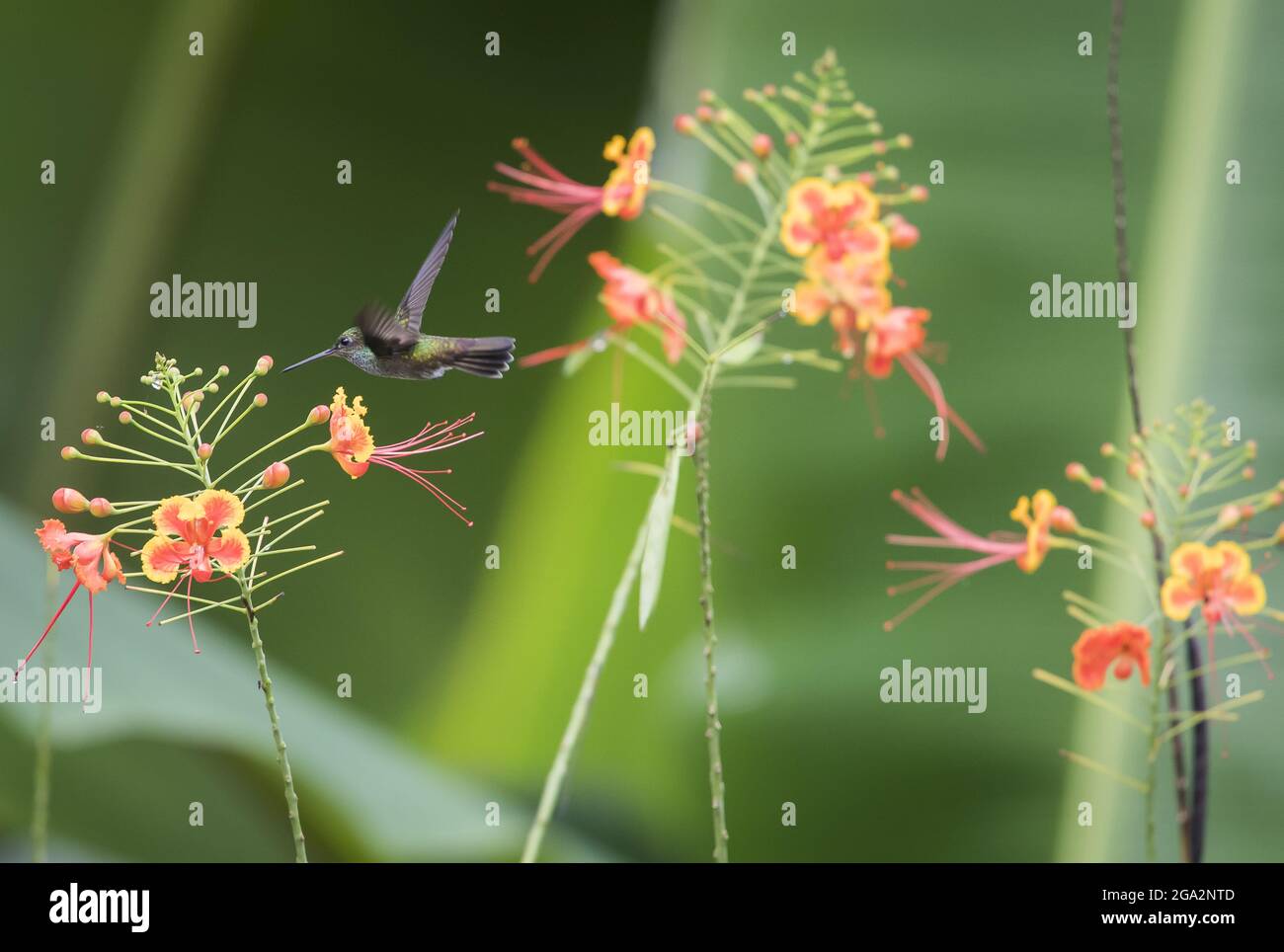 Ein charmanter Kolibri (Amazilia decora) sucht nach Nektar in gelben und orangen tropischen Blumen; Puntarenas, Costa Rica Stockfoto