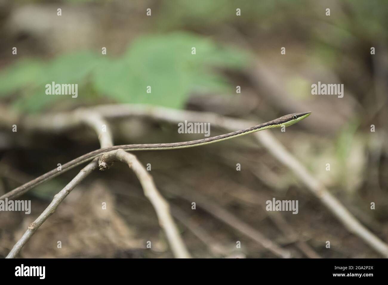 Eine Braune Weinschlange (Oxybelis aeneus) schlängelt sich am Waldboden entlang; Puntarenas, Costa Rica Stockfoto
