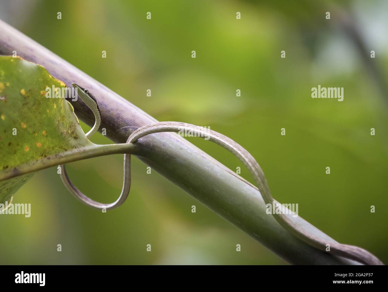 Eine braune Weinschlange (Oxybelis aeneus) schlängelt sich im Wald entlang eines Baumes; Puntarenas, Costa Rica Stockfoto