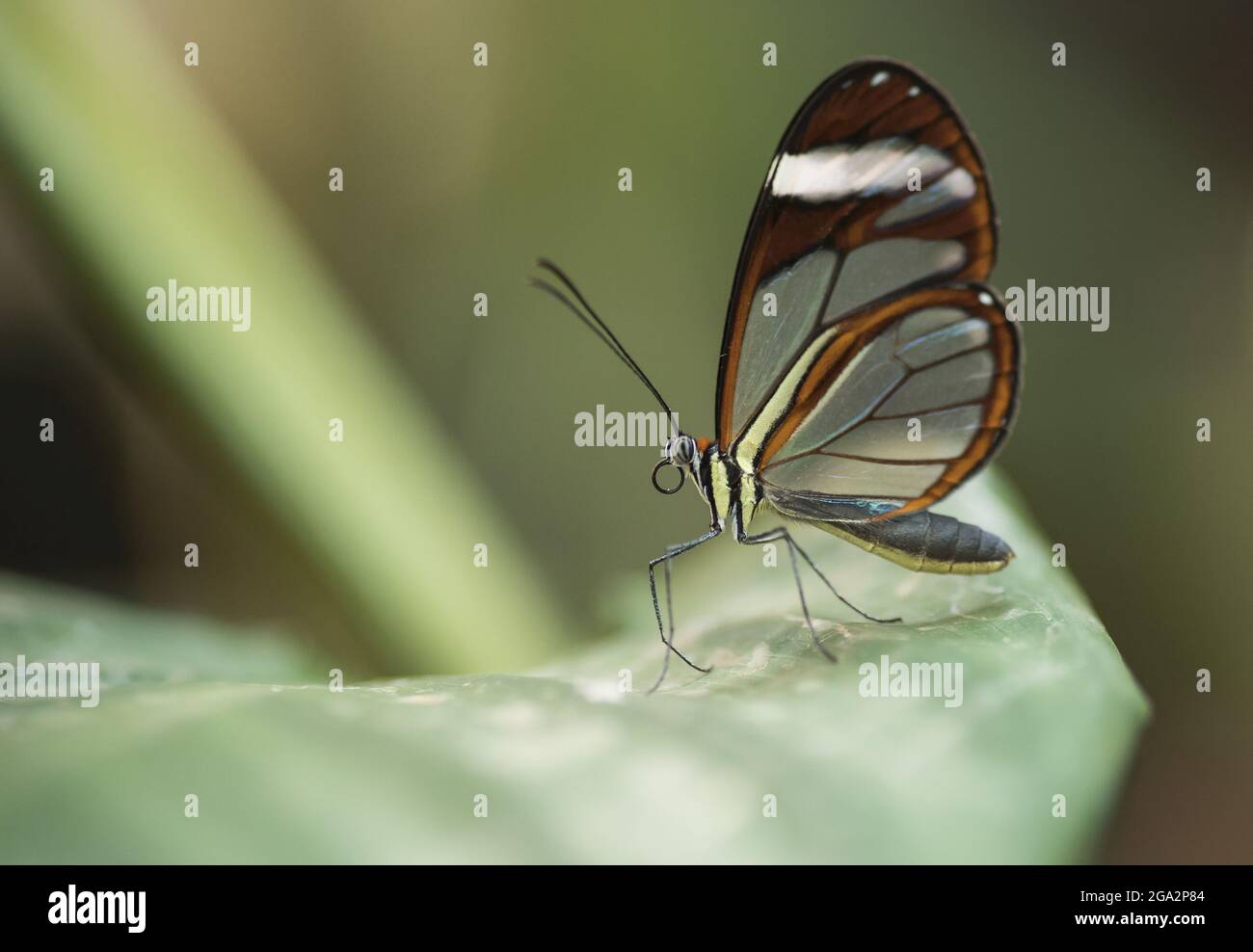 Auf einem Blatt ruht ein Greta-oto oder Glasswing-Schmetterling; Monteverde, Costa Rica Stockfoto