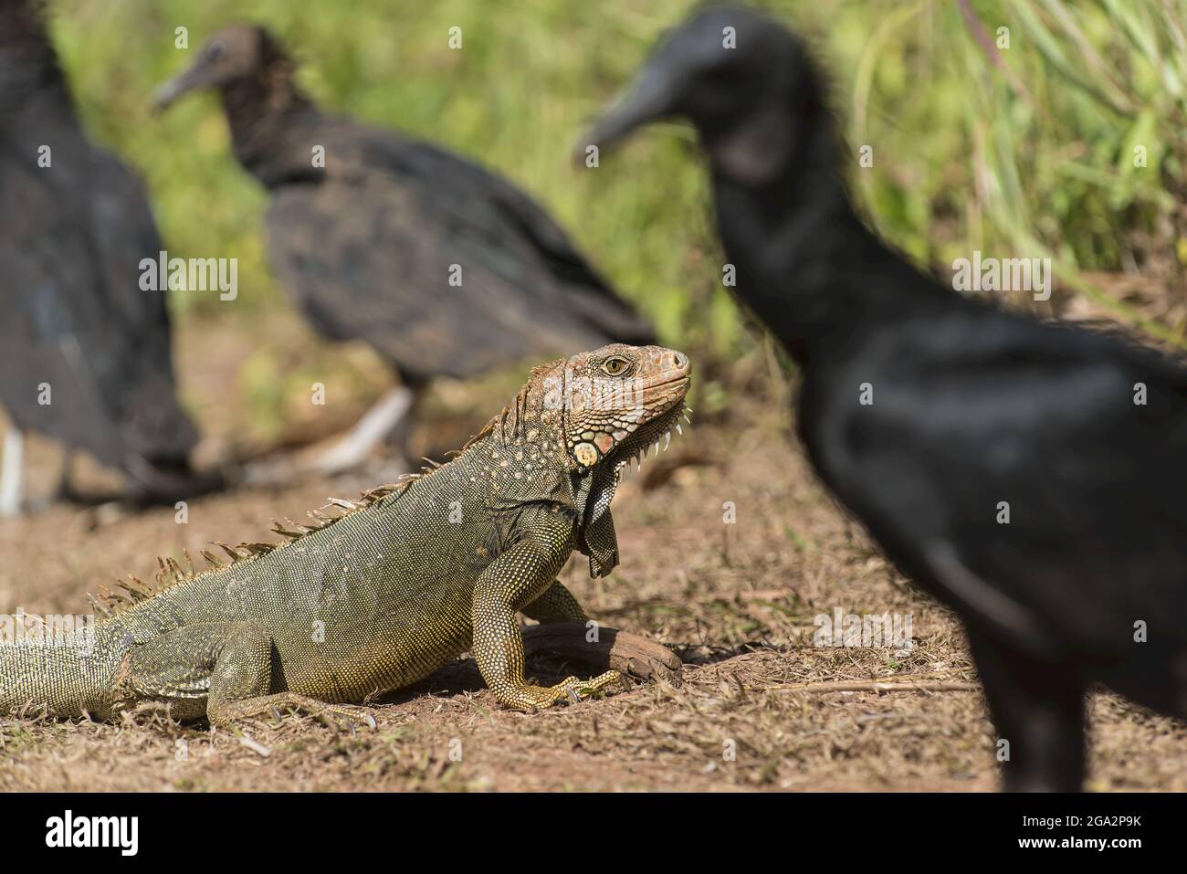 Ein grüner Leguan (Iguana Leguan) wird von amerikanischen Schwarzgeiern (Coragyps atratus) auf der Insel Coiba im Coiba National Park, Panama, umgeben Stockfoto