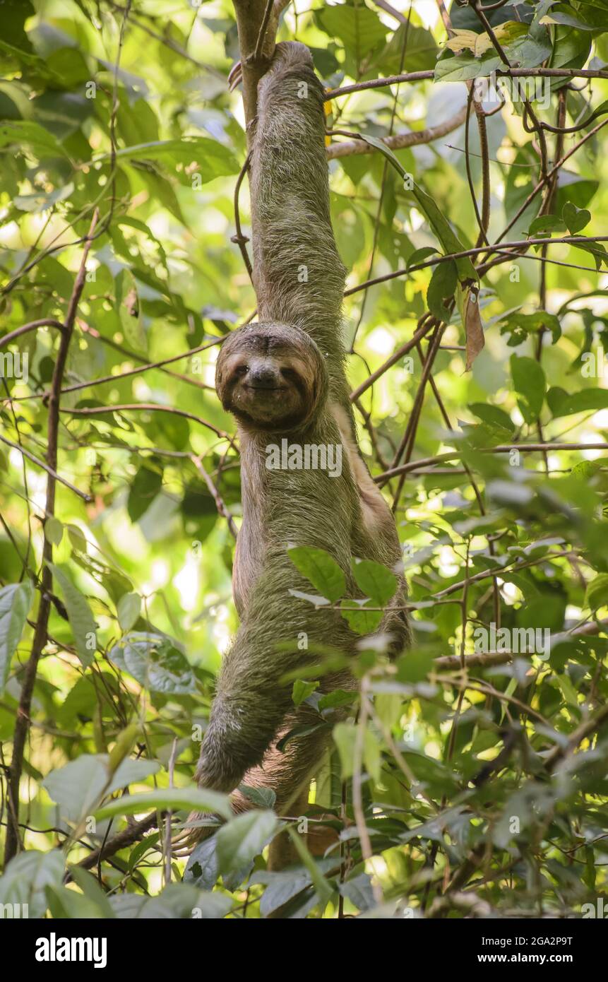 Ein männlicher, braunkehliger, dreizängiger Faultier (Bradypus variegatus) dreht seinen Kopf, um auf die Kamera zu schauen, während er in Manuel Antonio Nat an einem Baum hängt... Stockfoto