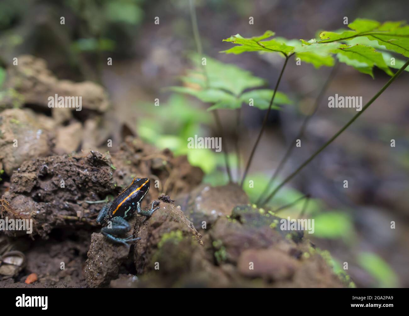 Ein Giftfrosch (Phyllobates vittatus) im Corcovado National Park; Puntarenas, Costa Rica Stockfoto