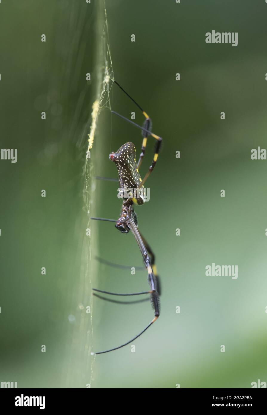 Eine weibliche Golden Orb-Weaver (Nephila clavipes), die in ihrem Spinnennetz ruht; Costa Rica Stockfoto