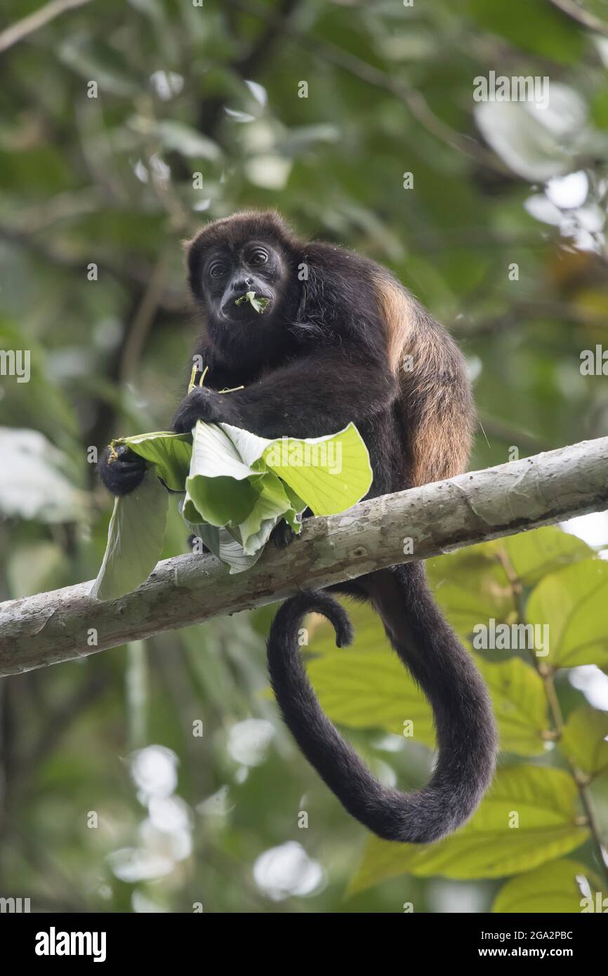Ein kandeliger Brüller (Alouatta palliata) frisst ein Blatt, während er in einem Baumzweig in einem Regenwald ruht; Puntarenas, Costa Rica Stockfoto