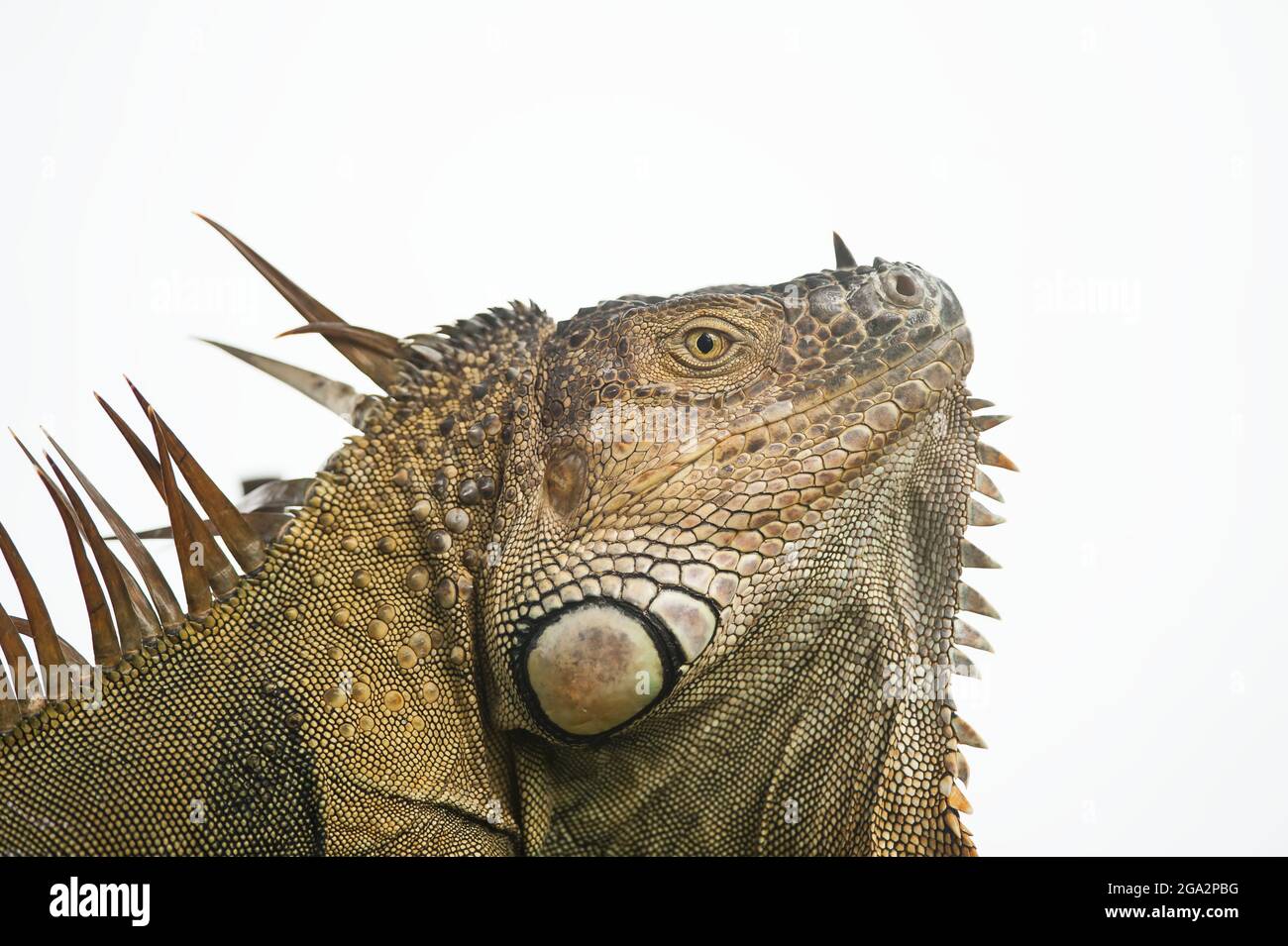 Nahaufnahme eines Grünen Leguans (Leguan Leguan) auf weißem Hintergrund; Provinz Limon, Costa Rica Stockfoto