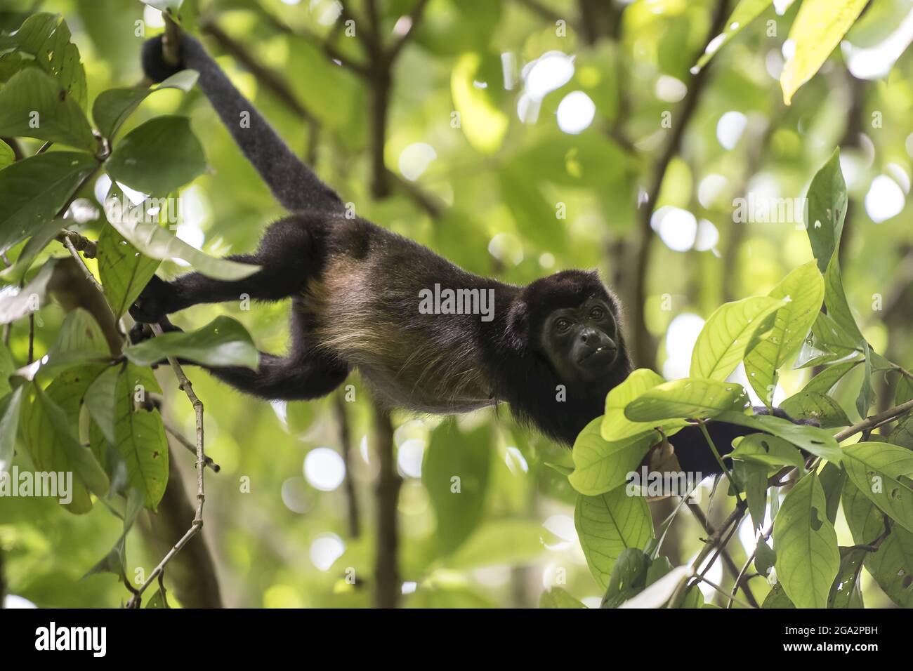 Ein bemunter Heuler (Alouatta palliata) bewegt sich von Baum zu Baum in der Baumkrone des Waldes; Puntarenas, Costa Rica Stockfoto